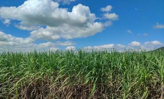 canna da zucchero i campi e blu cielo foto