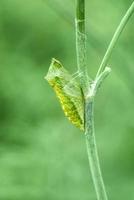 crisalide di coda di rondine la farfalla, papilio zelicaone pupa allegato per aneto stelo avvicinamento foto