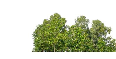 verde alberi isolato su bianca sfondo.sono foresta e fogliame nel estate per tutti e due stampa e ragnatela pagine con tagliare sentiero e alfa canale foto