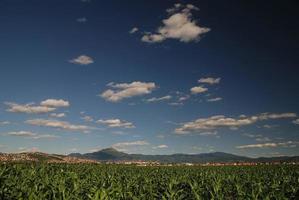 soleggiato giorno a campo di Mais e drammatico cielo... foto