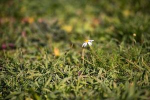 poco bianca margherita fiore foto