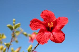 primo piano di un fiore di ibisco rosso foto