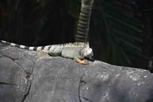 in posa iguana su un' grande roccia nel aruba foto