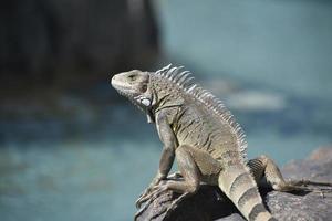 iguana con picchi giù il suo colonna vertebrale nel aruba foto