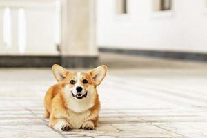 un' dai capelli rossi corgi cane su un' camminare foto