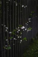 bianca piccolo fiori crescere attraverso di legno recinzione. giardino parete foto