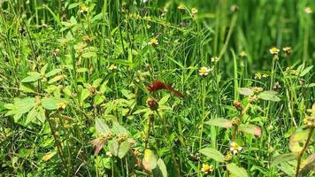 rosso libellula nel il campo foto