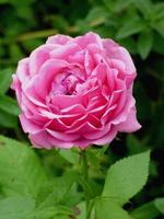 primo piano di un fiore di peonia rosa foto