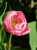 primo piano di un tulipano rosa foto