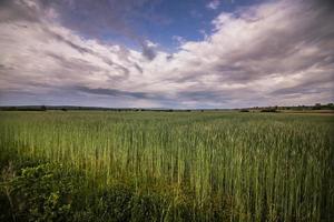 panorama di un campo di grano foto