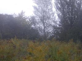 autunno mattina nebbia nel il villaggio foto