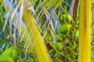 tropicale naturale palma albero noci di cocco blu cielo nel Messico. foto