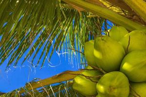 tropicale naturale palma albero noci di cocco blu cielo nel Messico. foto