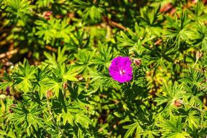 viola fiori di selvaggio geranio maculato vicino su. primavera natura, primavera giardino. geranio maculato, il selvaggio geranio è un' perenne pianta nativo per bosco. foto