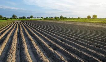 appena piantato campo con patate. righe di un' azienda agricola i campi su un' estate soleggiato giorno. in crescita verdure all'aperto su Aperto terra. agroindustria. agricoltura, agricoltura paesaggio. messa a fuoco su righe. foto