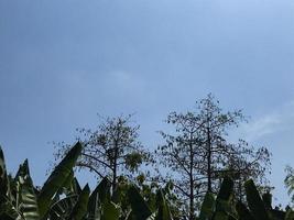 kapuk albero isolato con blu cielo foto