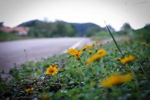 giallo erba su il ciglio della strada, quale è un altro bellissimo angolo. foto