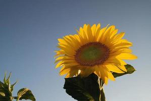 vista campo di girasole foto