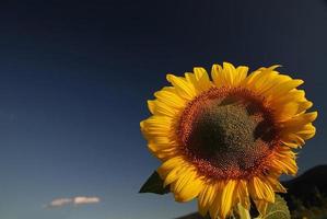 vista campo di girasole foto