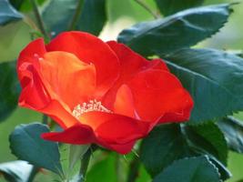 primo piano di un fiore rosso foto