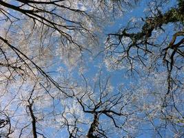 guardando gli alberi d'inverno foto