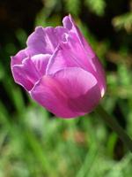 primo piano di un tulipano viola foto