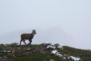 camosci o gams al creux du van foto