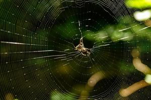 ragno marrone sulla ragnatela foto