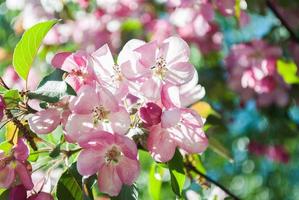 primo piano di fiori di ciliegio foto