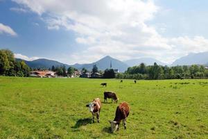 mucca animale su campo foto