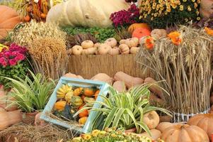 colorato biologico zucche e zucche su agricolo giusto. raccolta autunno tempo concetto. giardino autunno naturale pianta. ringraziamento Halloween arredamento. festivo azienda agricola rurale sfondo. vegetariano cibo foto