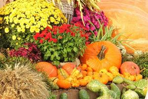 colorato biologico zucche e zucche su agricolo giusto. raccolta autunno tempo concetto. giardino autunno naturale pianta. ringraziamento Halloween arredamento. festivo azienda agricola rurale sfondo. vegetariano cibo foto