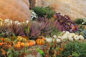 colorato biologico zucche e zucche su agricolo giusto. raccolta autunno tempo concetto. giardino autunno naturale pianta. ringraziamento Halloween arredamento. festivo azienda agricola rurale sfondo. vegetariano cibo foto