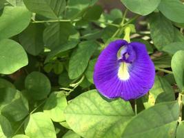 Clitoria ternatea fiore con suo bellissimo caratteristica colore foto