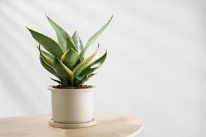 pianta di sansevieria decorativa su tavola di legno in soggiorno. sansevieria trifasciata prain in vaso di ceramica grigia. foto