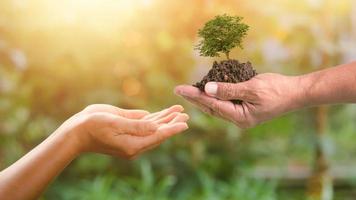 passaggio al di sopra di un' albero nel umano mani, foresta conservazione concetto, protezione e conservazione di risorse pianta alberi per ridurre globale riscaldamento uso rinnovabile energia conservazione di naturale foreste foto