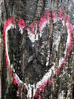 cuore disegno su un' albero abbaiare foto