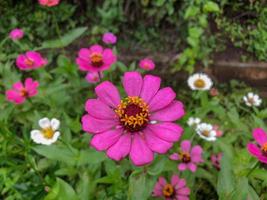 vicino su di viola zinnia fiore . zinnia fiore nel il giardino nel blitar, Indonesia foto