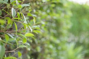 sfocatura pianta verde foglia nel giardino con bokeh sfondo foto