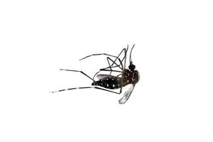 morto zanzare isolato su bianca sfondo foto
