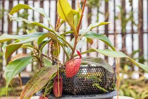 carnivoro brocca impianti o scimmia tazze nel il giardino foto