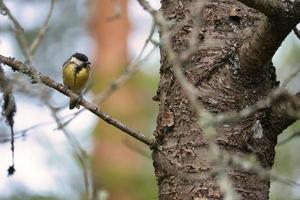 grande tetta seduta nel albero su un' ramo. selvaggio animale foraggiamento per cibo. animale tiro foto