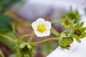 fragola fiore nel biologico azienda agricola giardino foto