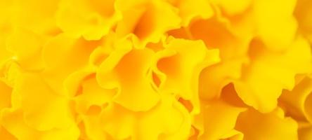 giallo calendula fiori vicino su astratto sfondo foto