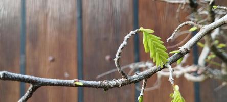 gledizia è un' genere di alberi nel il famiglia fabaceae foto