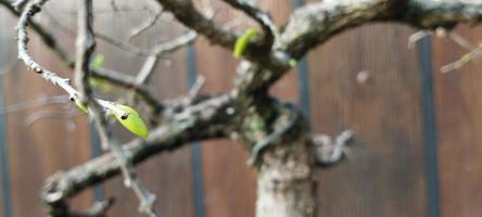 gledizia è un' genere di alberi nel il famiglia fabaceae foto