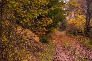 autunnale foresta su un' nebbioso mattina foto