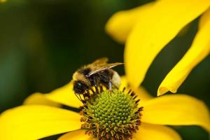 il api raccogliere polline a partire dal un' giallo girasole per un' bene miele foto