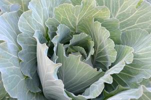 verde cavolo maturando testa in crescita nel verdura azienda agricola foto