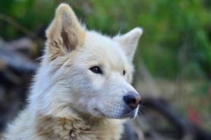 ritratto di il bianca siberiano Samoiedo rauco cane con eterocromia un' fenomeno quando il occhi avere diverso colori nel il giorno all'aperto foto